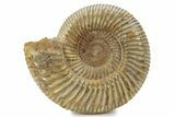 Jurassic Ammonite (Perisphinctes) - Madagascar #241572-1